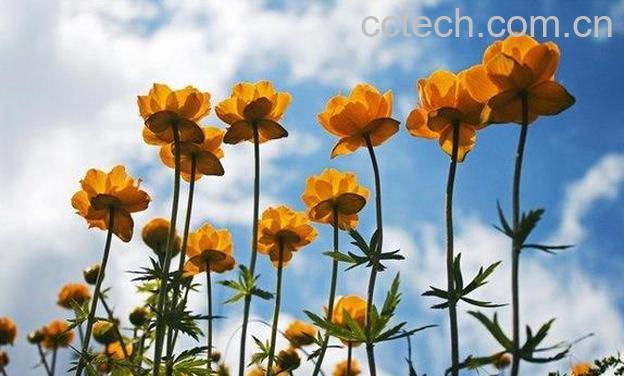 果蔬百科金莲花图片 金莲花种植技巧方法-0
