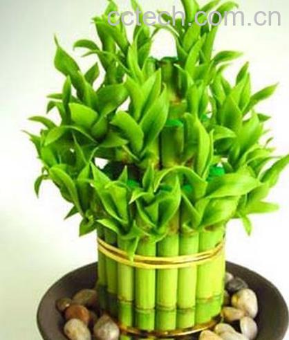 果蔬百科富贵竹怎么土养 富贵竹土养方法-0