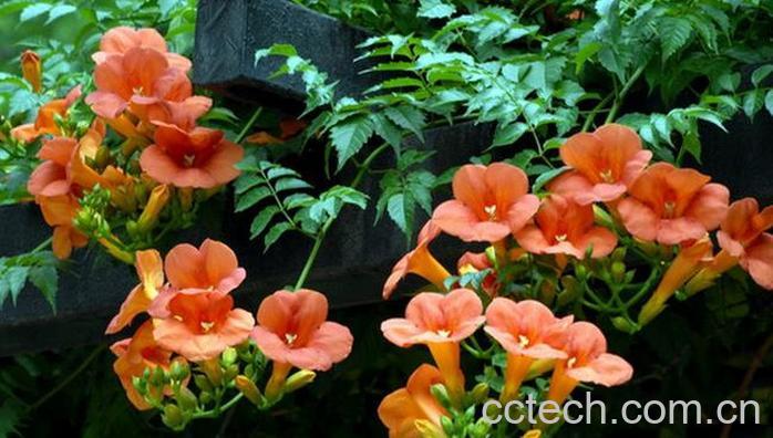 果蔬百科凌霄花图片 凌霄花种植大全-0