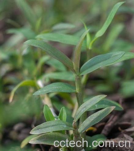 果蔬百科铁皮石斛图片 铁皮石斛种植大全-0