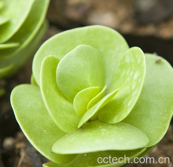 果蔬百科多肉植物金钱木怎么养-0