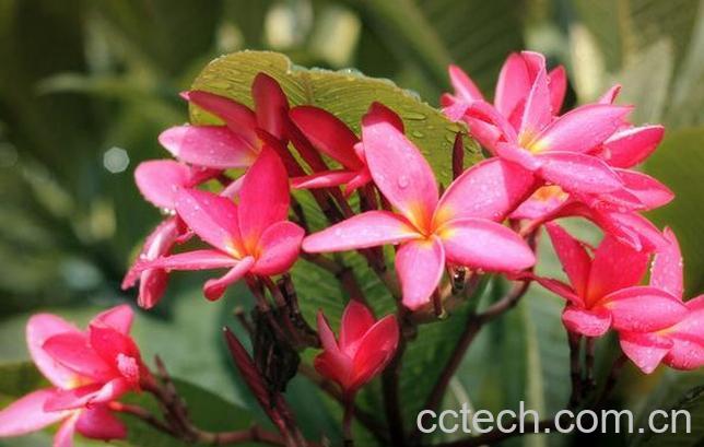 果蔬百科百日红图片 百日红怎么种-0