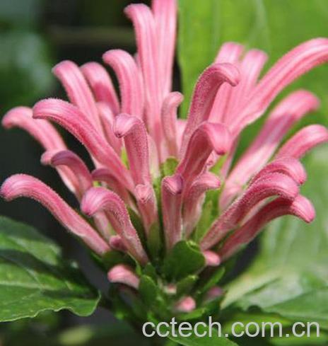 果蔬百科珊瑚花图片 珊瑚花怎么种-0