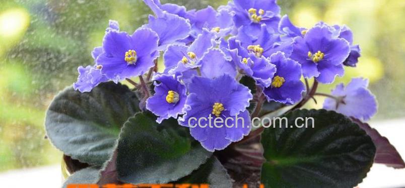 果蔬百科非洲紫罗兰怎么养-0