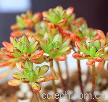 果蔬百科多肉植物小人祭怎么养-0