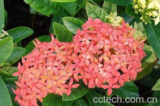 果蔬百科龙船花的种植方法-0