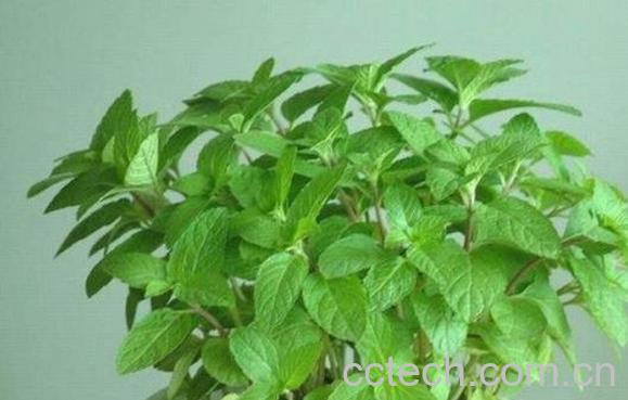 果蔬百科美国薄荷的种植方法-0