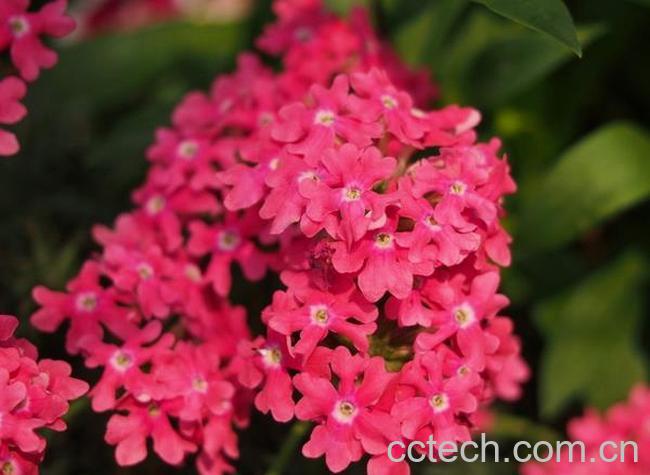 果蔬百科宿根福禄考怎么养-0