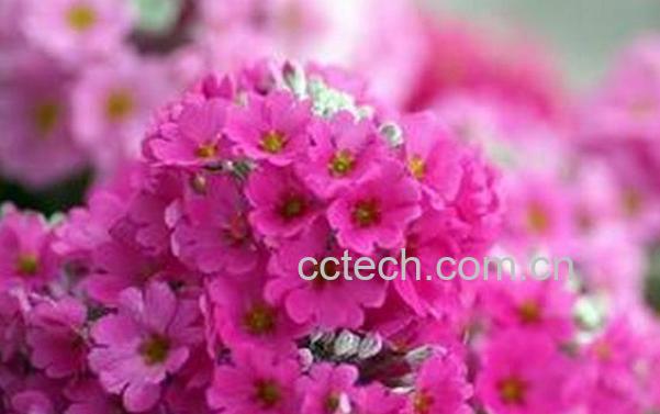 果蔬百科美女樱的种植方法-0