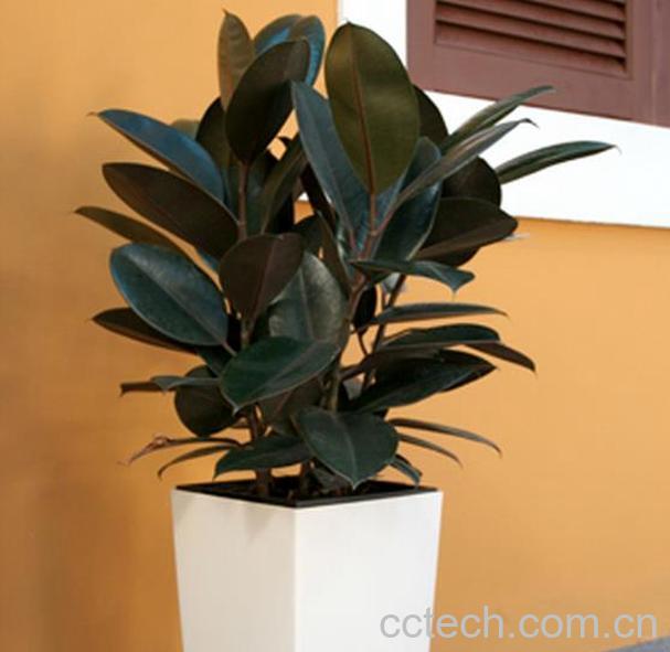 果蔬百科印度橡皮树怎么养-0