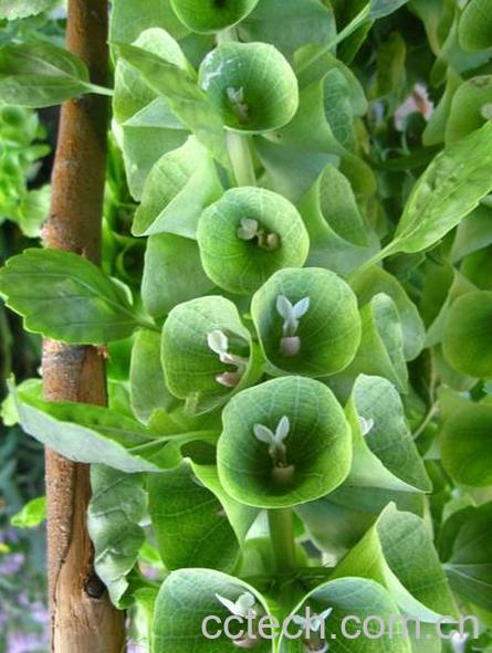 果蔬百科贝壳花图片 贝壳花怎么种-0