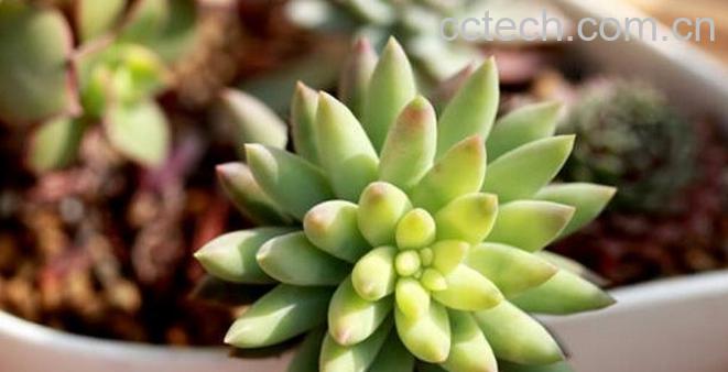 果蔬百科多肉植物千佛手怎么养-0