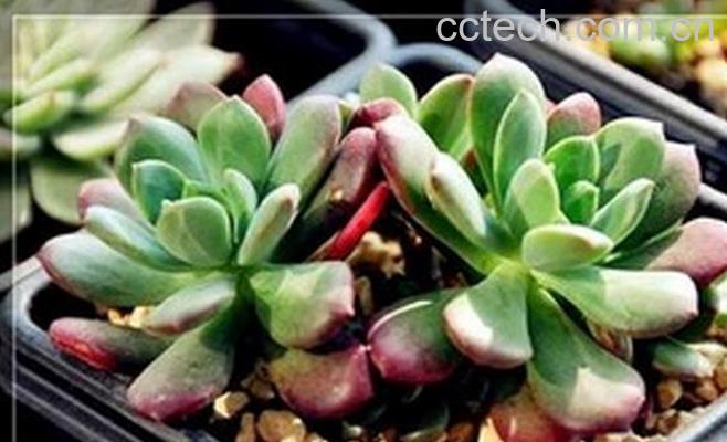 果蔬百科红稚莲图片 红稚莲怎么养-0