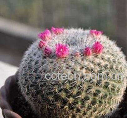 果蔬百科多肉玉翁怎么养-0