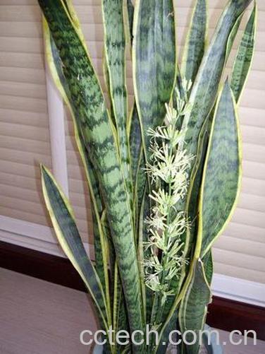 果蔬百科虎皮兰开花好不好-0