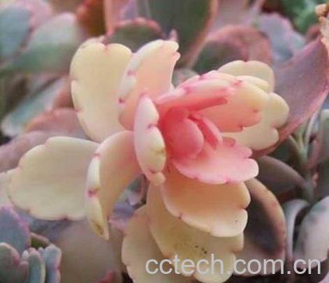 果蔬百科玉吊钟怎么养 玉吊钟图片-0