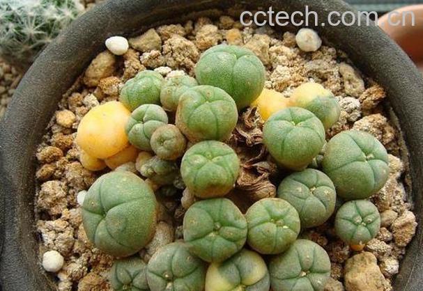 果蔬百科乌羽玉图片 乌羽玉怎么养-0