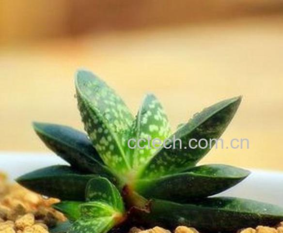 果蔬百科多肉子宝怎么养-0