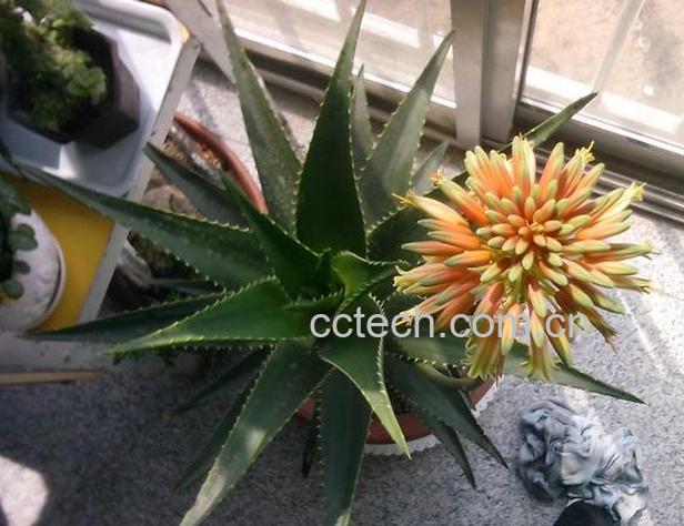 果蔬百科芦荟开花好不好-0