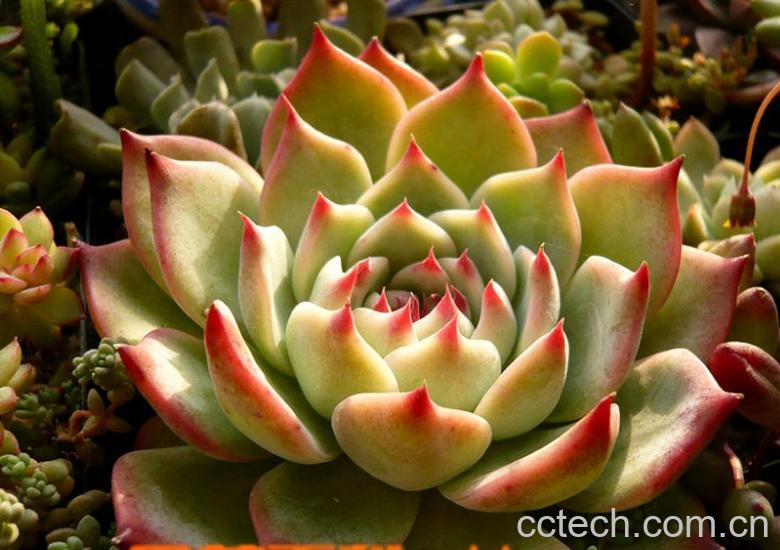 果蔬百科吉娃莲怎么养 吉娃莲图片-0