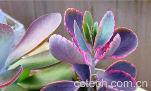 果蔬百科玉吊钟图片 玉吊钟怎么养-0