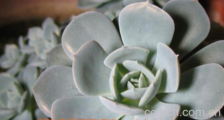 果蔬百科宝石花怎么养 宝石花图片-0