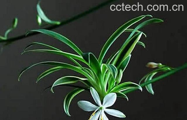 果蔬百科吊兰开花好不好-0