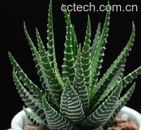 果蔬百科条纹十二卷图片 条纹十二卷怎么养-0