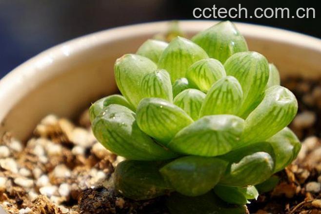 果蔬百科姬玉露怎么养 姬玉露图片-0