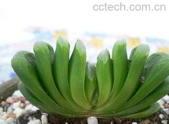 果蔬百科多肉玉扇怎么养-0