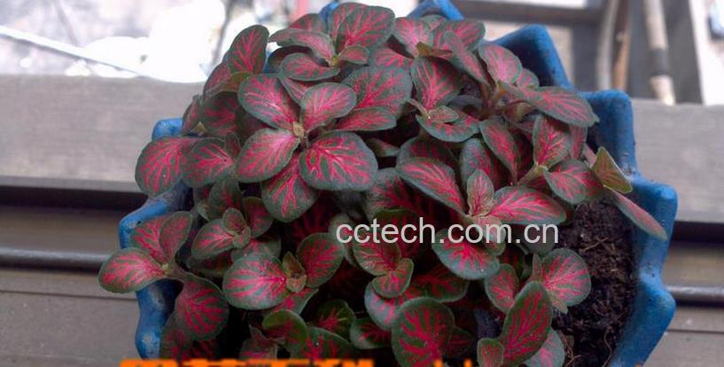 果蔬百科红网纹草怎么养-0