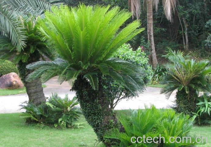 果蔬百科苏铁（凤尾铁）适合室内养殖吗-0