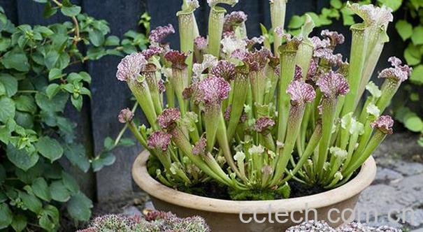 果蔬百科小盆栽瓶子草怎么养-0