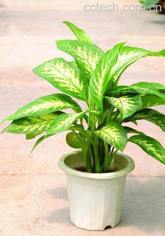 果蔬百科斑马万年青怎么养-0