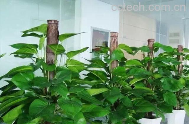 果蔬百科绿萝和黄金葛的区别-0