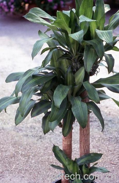 果蔬百科巴西铁树适合室内养殖吗-0