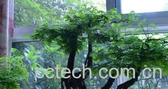 果蔬百科水杉盆景怎么养-0