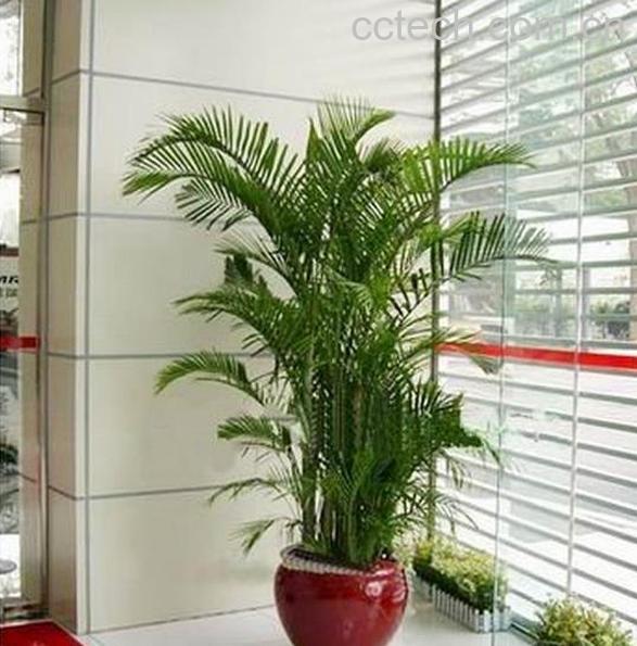 果蔬百科散尾葵和凤尾竹的区别-0