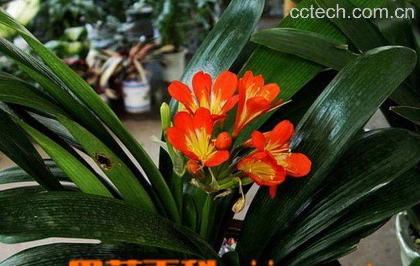 果蔬百科垂笑君子兰适合室内养殖吗-0