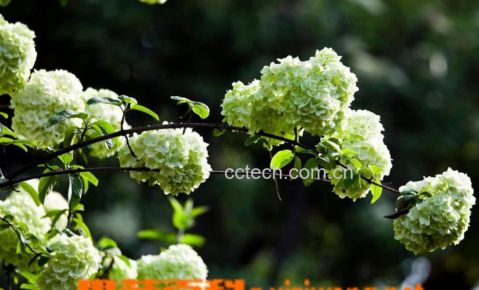 果蔬百科木绣球花后的处理方法-0