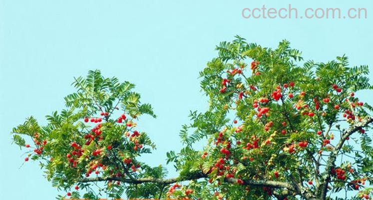 果蔬百科北方红豆杉和南方红豆杉的区别-0