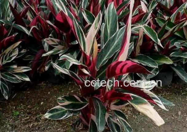 果蔬百科紫背竹芋有毒吗 紫背竹芋的养殖方法-0