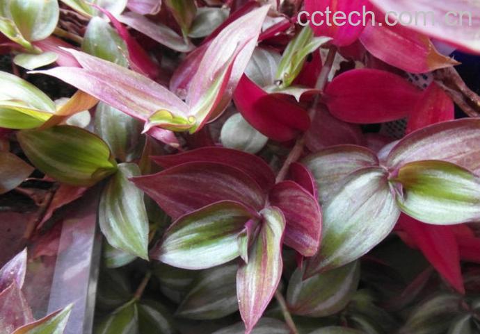 果蔬百科彩叶吊兰的养殖方法和注意事项-0