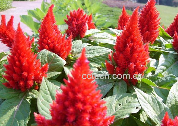 果蔬百科后庭花的养殖方法-0