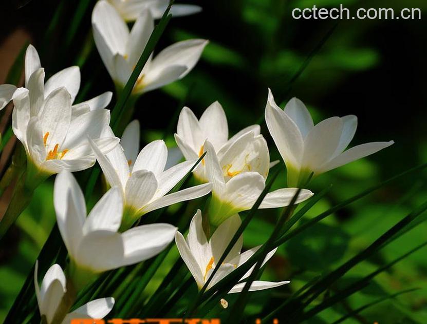 果蔬百科葱莲的养殖方法-0