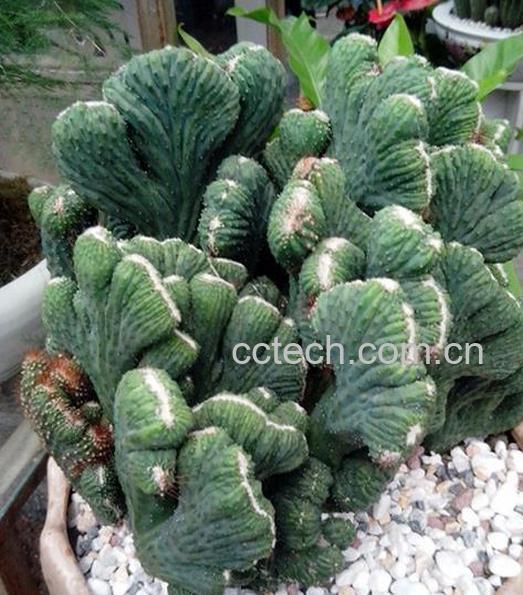 果蔬百科山影拳的养殖方法-0