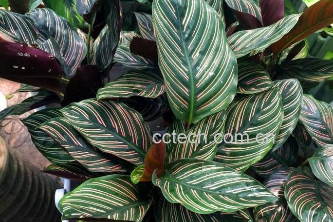 果蔬百科双线竹芋-0