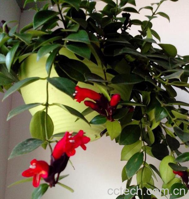 果蔬百科口红吊兰的养殖方法和注意事项-0