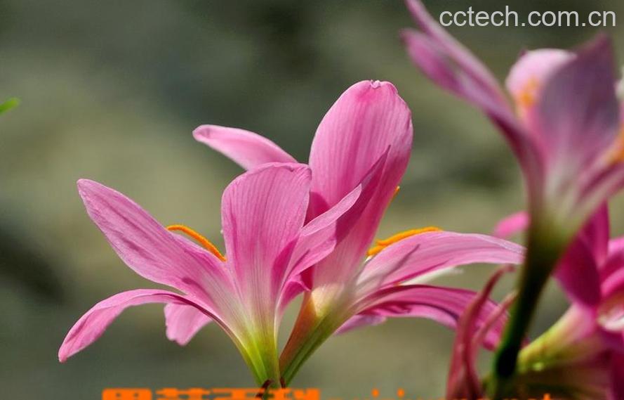 果蔬百科韭莲花的养殖方法-0