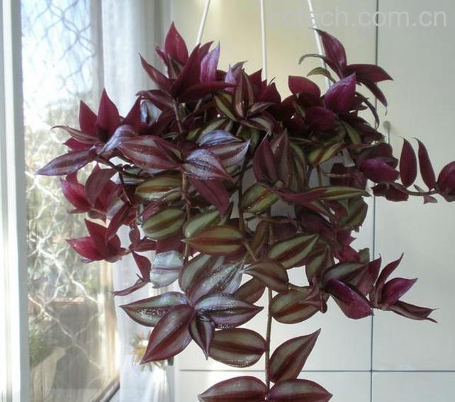 果蔬百科吊竹梅-0